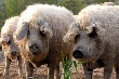 Фермер из Коми разводит редких пуховых свиней