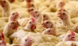 В Казахстане открыли еще одну птицефабрику