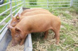 В России цены на комбикорма для свиней продолжают бить рекорды
