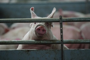 Кубани угрожает чума свиней