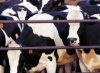 В Новосибирской области ученые выявляют коров с наследственной способностью образования мяса с прослойкой