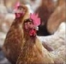 Курская битва - Мясо птицы стало инструментом глобального бизнеса и политики