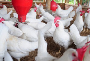 В 2014 году экспорт мяса курицы из Китая превысит 450 тыс тонн
