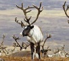 «Ямальские олени» заключили с финнами контракт на 50 миллионов