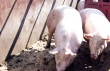В Белоруссии с 2015 года на 10% вырастет поголовье свиней