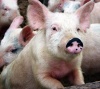 Опыт Германии для свиноводческого комплекса ПАРКа