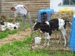 За 2012 год количество поголовья скота в Пермском крае снизилось