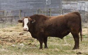 Разъяренный бык-производитель в Оренбуржье пытался помешать судебному приставу арестовать стадо коров за долги перед банком