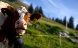 В племенных хозяйствах Татарстана прочипировано более 30 тысяч коров