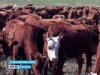 В Грибановском районе разводят калмыцкую породу коров