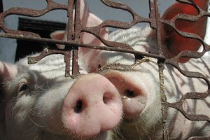 Чума свиней может больно ударить по экспорту украинского  мяса и зерна