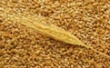 Правительство разрешило экспортерам вывозить зерно из России, но без ущерба для внутреннего рынка