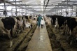 За год поголовье крупного рогатого скота в ЕАО сократилось почти на четверть