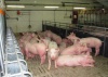 Партия ремонтных свинок из Германии «расквартирована» в хуторе Церковный Белгородского района