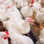 Крупнейшая птицефабрика Коми «Зеленецкая» возобновила производство после птичьего гриппа