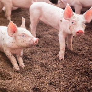 Депутаты заксобрания Пермского края поспорили о субсидиях для свиноводства