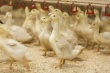  В Канаде уничтожат 14 тыс уток из-за вируса птичьего гриппа