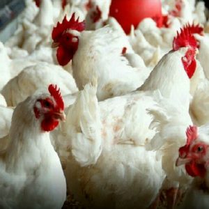 Россельхознадзор с 1 февраля ввел запрет на поставки птицеводческой продукции из Молдавии