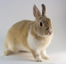 В Подмосковье создали первого в мире трехпородного кролика
