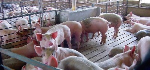 На сахалинских фермеров возлагают большие надежды