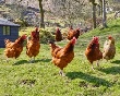Объем производства мяса птицы в России вырос на 8% Объем производства мяса птицы в России вырос на 8%