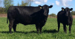 Безымянная корова породы черный ангус ушла с аукциона за $140 тысяч