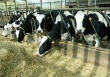 Животноводы Оренбуржья завершают перевод скота на зимне-стойловое содержание