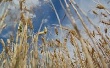 Рост цен на зерно пока не пугает отечественных производителей комбикормов Рост цен на зерно пока не пугает отечественных производителей комбикормов