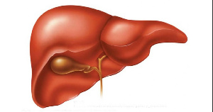 Ученые вырастили «запасную» печень в лимфатических узлах свиней