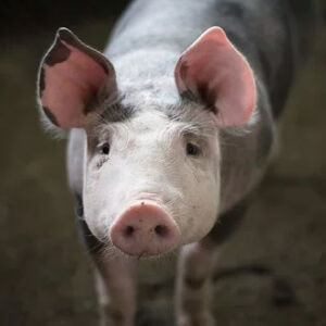 Россельхознадзор вводит ограничения на ввоз свиной продукции из Таиланда с 20 января