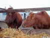 Калининградская область получит 82 млн рублей на развитие мясного скотоводства