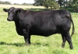 Клинские фермеры вывели новых быков мясной породы
