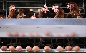 «Белая птица» в РО вместо бройлеров будет выпускать яйца