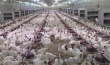 В переоборудование птицефабрики "Харабалинская" вложили 42 млн руб
