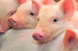 Латвийское свиноводство стоит на грани банкротства