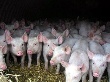 В Кировской области выделено 54 млн на борьбу с чумой свиней В Кировской области выделено 54 млн на борьбу с чумой свиней