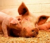 За два года поголовье свиней на Кубани сократилось на треть