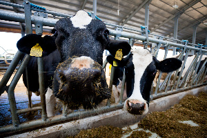 Производство говядины будут увеличивать в Ростовской области