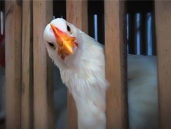 Россия вводит запрет на ввоз кур и яиц из Германии