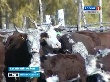 Животноводы Новосибирской области ставят стада на зимнее содержание Животноводы Новосибирской области ставят стада на зимнее содержание