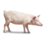 В III квартале 2022 года во Владимирской области восстановят свиноводство