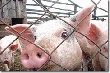 Россельхознадзор: в Калининградской области – серьезные нарушения и неисполнительность в работе по предупреждению АЧС Россельхознадзор: в Калининградской области – серьезные нарушения и неисполнительность в работе по предупреждению АЧС