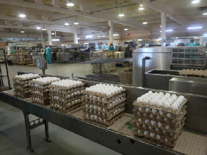 Челябинская птицефабрика благодаря нацпроекту повысила производительность труда почти на 14%