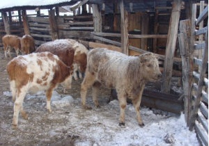 Алтайских коров планируют завозить на Сахалин