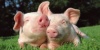 В Латвии обнаружили свиную чуму и у домашних свиней