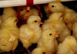 Немецкие цыплята в Челябинской области