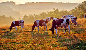 В Северной Осетии планируют увеличить темпы развития животноводства
