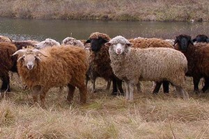 Арабские Эмираты начали закупать баранов в Южно-Казахстанской области Арабские Эмираты начали закупать баранов в Южно-Казахстанской области