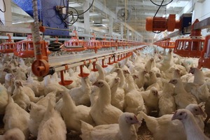 "Комплекс Агромарс" опровергает информацию о ликвидации "Курганского бройлера" "Комплекс Агромарс" опровергает информацию о ликвидации "Курганского бройлера"