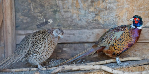 Волгоградец создает крупнейшее в регионе производство перепелиного мяса